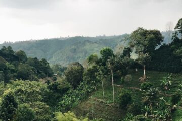 Coffee Landscape